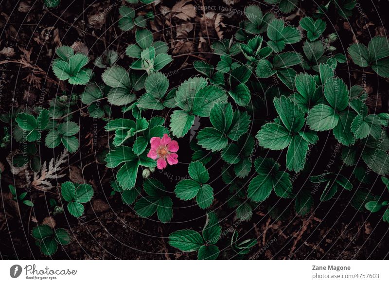 Wild strawberry bloom in early spring Strawberry moody garden depression depressed expression unhappy alone emotion wild plant forest Color graded