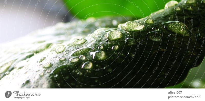 Drops on a leaf Leaf Green Plant Flower Wet Drops of water Water Macro (Extreme close-up)