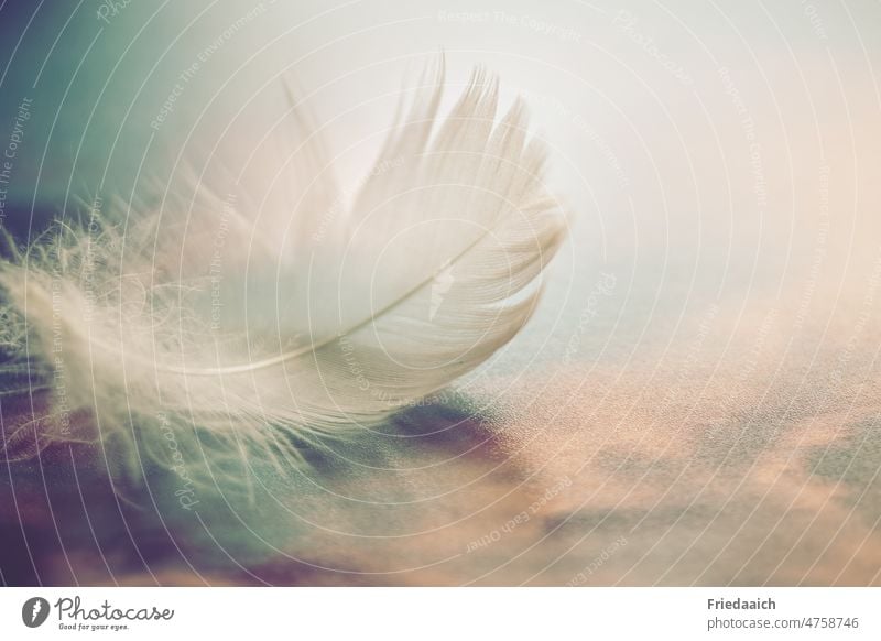 White fluffy feather on blurred landscape background Feather light as a feather Peaceful Close-up Soft Ease Easy Delicate Macro (Extreme close-up)