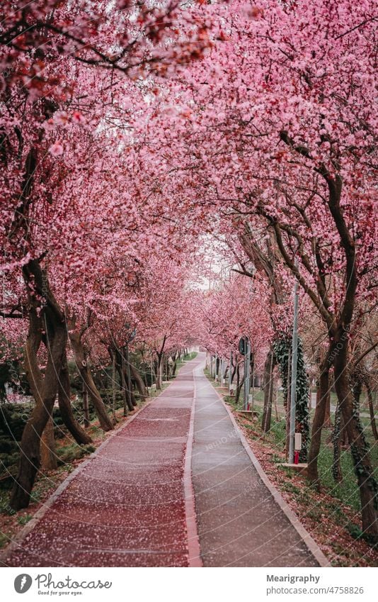 Pink spring park alley pink flowers pink background timisoara spring flowers Park path flowery Flowery background outdoors urban nature spring day