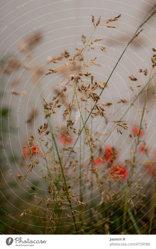 Grasses before poppies grasses Nature Meadow Summer Exterior shot Wild plant Deserted Colour photo Environment Field Plant blurriness Poppy blossom Red Flower