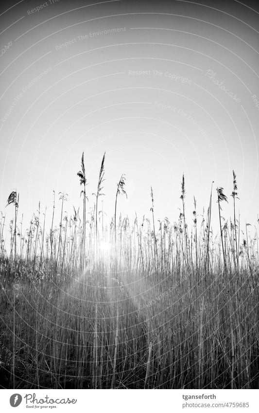 Sun that shines through plants Sunlight Back-light Plant grasses Grasses in light Exterior shot Deserted Sunrise Light Landscape Nature Sunbeam