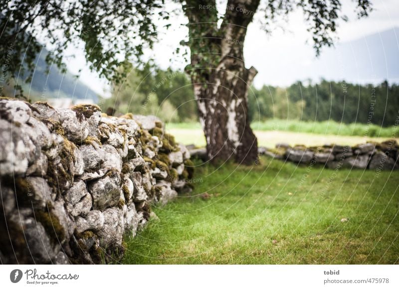 stone wall Tree Moss Wall (barrier) Weathered Birch tree Old Near Sadness Stone wall Tree trunk Grass Green Colour photo Exterior shot Deserted Day