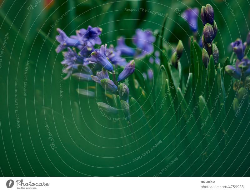 blooming blue hyacinth in the garden on a summer sunny afternoon, selective focus beautiful beauty blossom blossoming botany closeup flora floral flower fresh