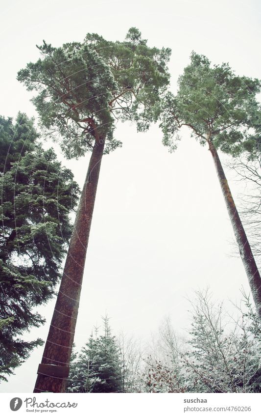 high up ... 2 tall trees Tall Tree trunk Winter chill Frost Snow icily Long Cold Nature Winter mood Frozen Forest Seasons Winter walk Winter's day Winter forest