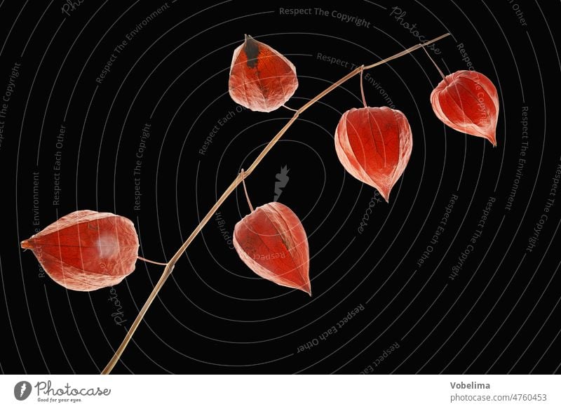 Lampion flowers against black background Alkaloids Jewish Church Chinese lantern flower solanum Orange Physalis Physalis alkekengi Solanaceae bubble cherry