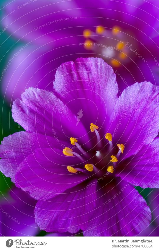 Flowers of Lewisia cotyledon, porcelain floret or bitterroot, garden form with purple flowers Porcelain florets bitterbur Blossom blossoms Plant