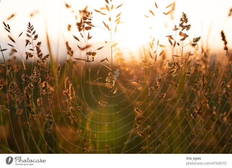 Grasses in the evening sun Grasses in light grasses Nature Light Summer Back-light Exterior shot Sun Green Meadow Plant Sunlight Colour photo naturally