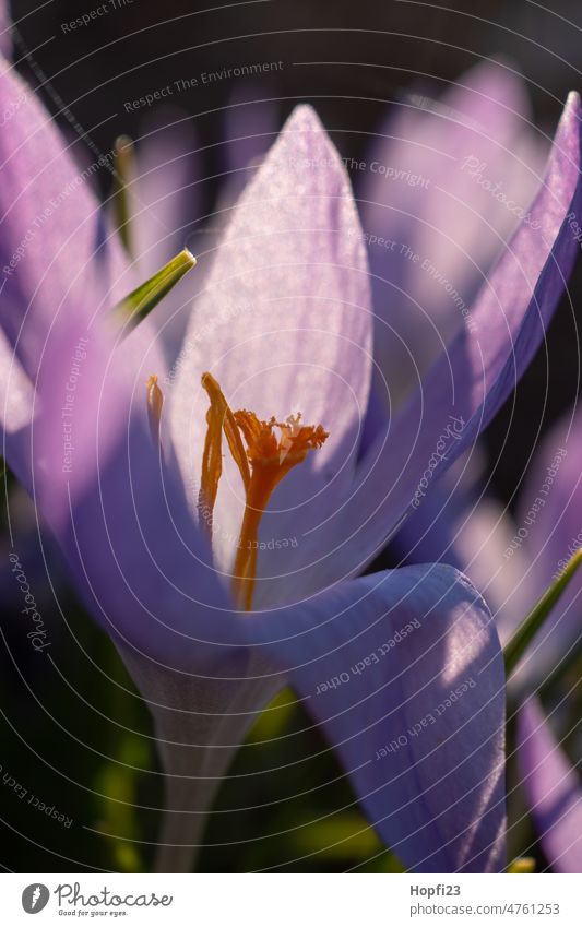 Crocus in backlight crocus Spring Flower Blossom Nature Plant Violet Colour photo Exterior shot Garden Close-up Blossoming Macro (Extreme close-up) Detail