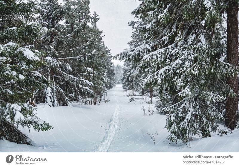 Tracks through the snowy forest Winter forest Forest Snow Frost Cold trees off Cross-country ski trail Skiing cross-country skiing vacation Tourists Tourism