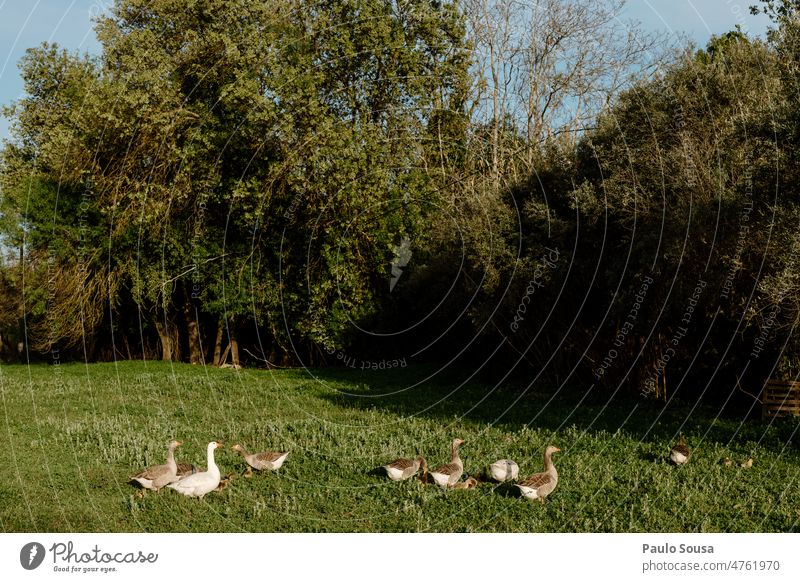 Flock of gooses on the field Goose geese Flock of birds Farm Group of animals Exterior shot Free Animal Migratory bird Freedom Flying Movement Migratory birds