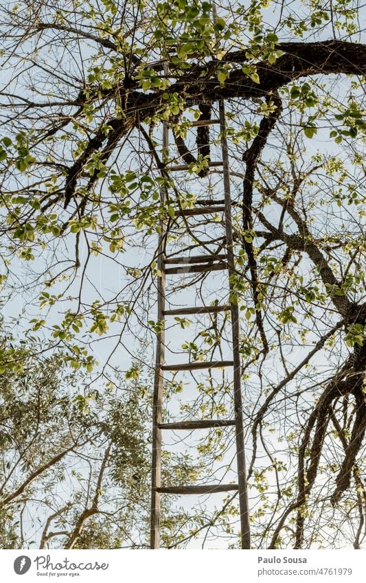 Wood ladder on the tree wooden Ladder ladder to heaven Wooden ladder Sky Stairs Colour photo Exterior shot Deserted Go up Wall (building) Blue Rung Old Tree