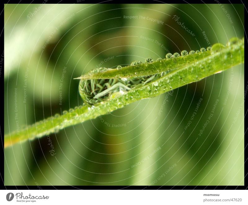 mirror drops Grass Blade of grass Meadow Wet Reflection Drops of water Rope Rain