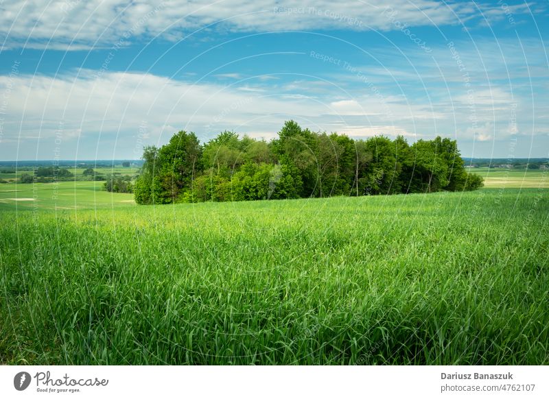 A small forest in the middle of a green meadow field tree nature sky land rural plant farming flora grass landscape season summer panorama scenery blue