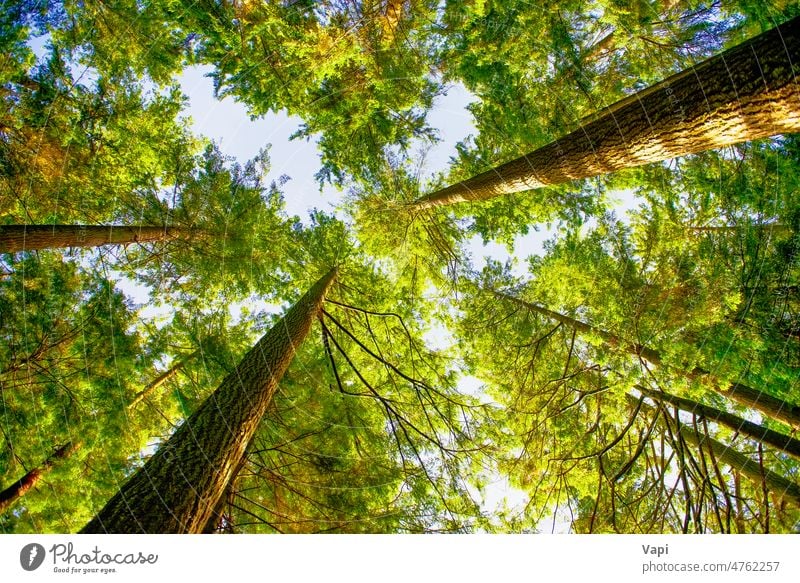 Green forest at sunrise tree rain morning leaves pine canada autumn beams beautiful branches bright color dark dawn environment spring fantasy fog foggy foliage