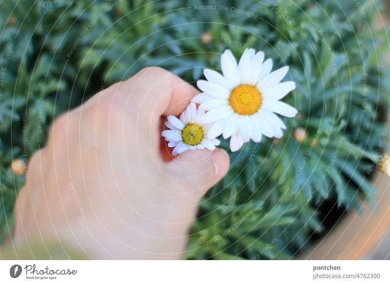 A hand picks a daisy flower from a flower pot Marguerite Pick Hand Flower Blossom blossom Spring Blossoming Nature Yellow Garden Beauty & Beauty Ornament