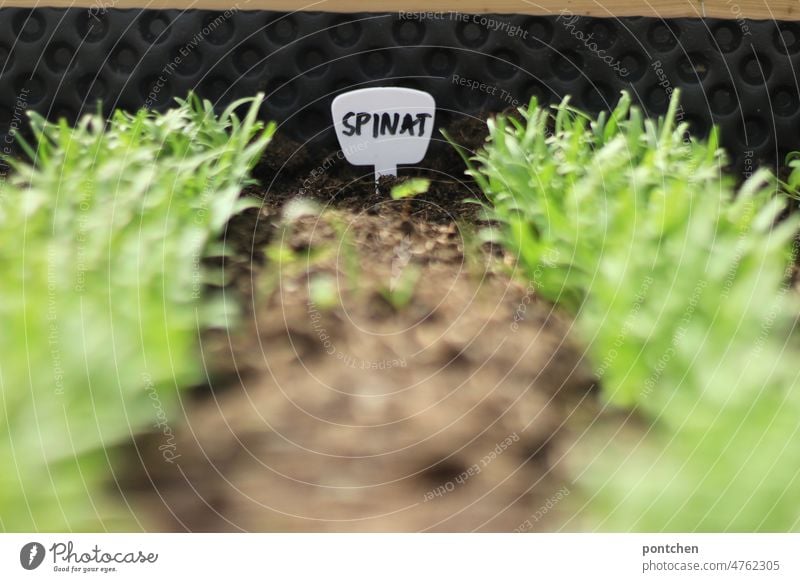 Spinach plantlets in a bed, raised bed. Garden Bed (Horticulture) spinach plants do gardening reap self-catering Vegetable Organic produce Green Gardening