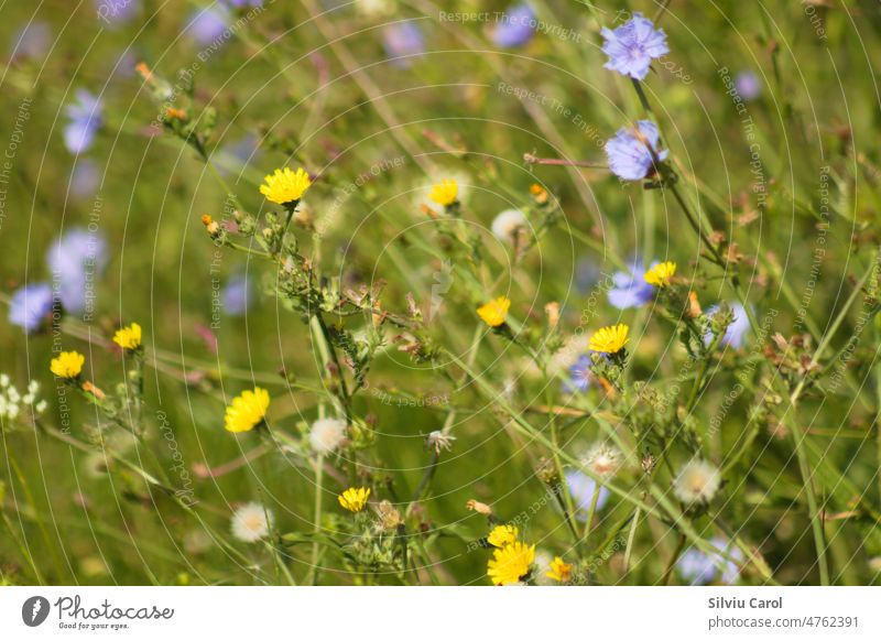 Closeup of yellow smooth hawksbeard flowers with blurred blue common chicory on background colours plant closeup botany field spring flora blossom nature