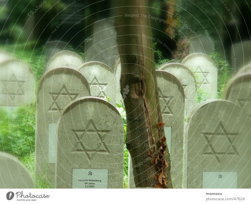 House of Life Cemetery Tombstone Star of David Central cemetery Vienna Autumn Fog Tree