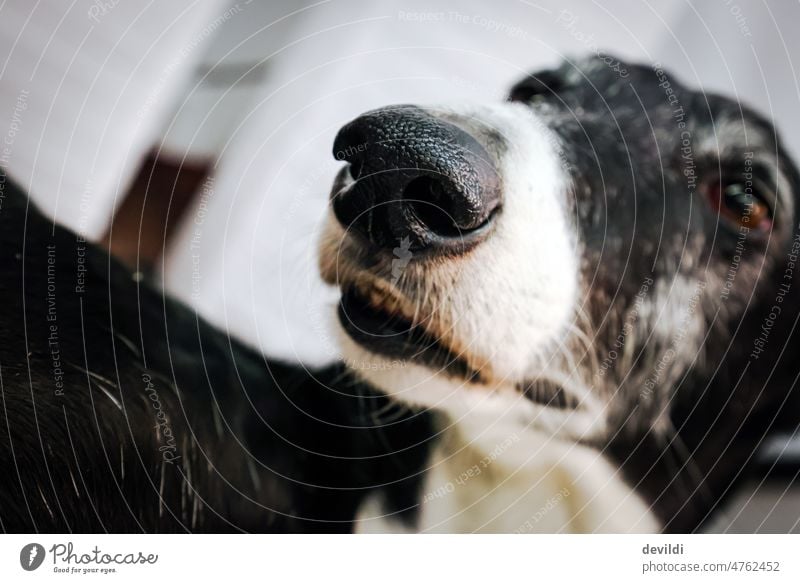 funny portrait of greyhound, focus on nose Galgo galgo español Happiness Animal Greyhound Whippet Pet Dog Funny pretty Friendship Snout Shallow depth of field