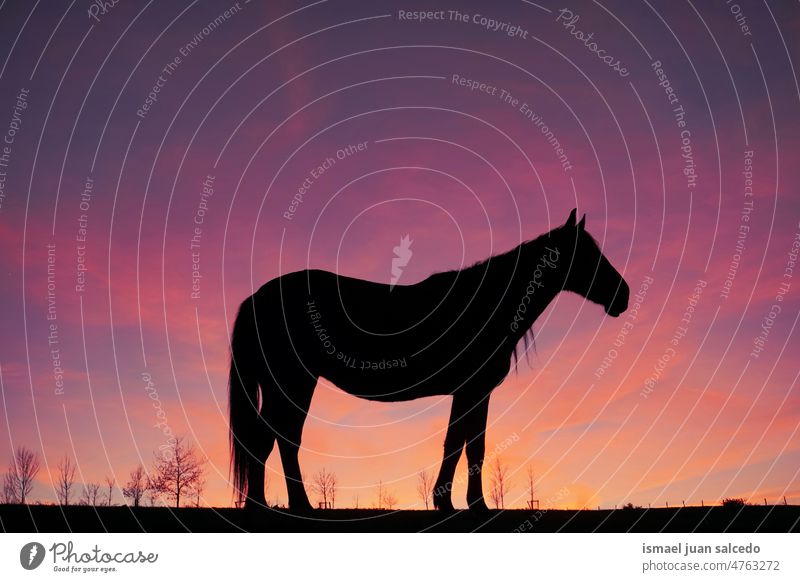 horse silhouette in the meadow with a beautiful sunset background sunlight animal animal themes animal in the wild animal wildlife nature cute beauty elegant