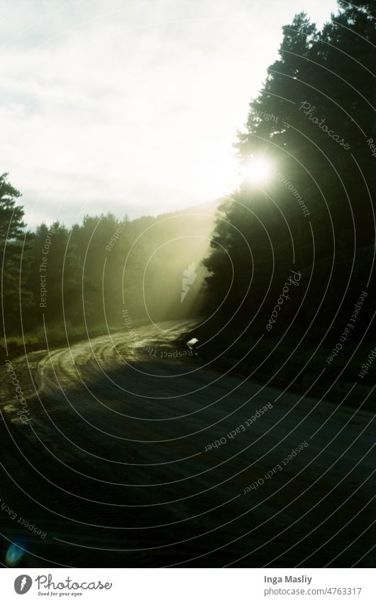 Morning road in the woods Wood Nature Light Sunbeam Morning fog