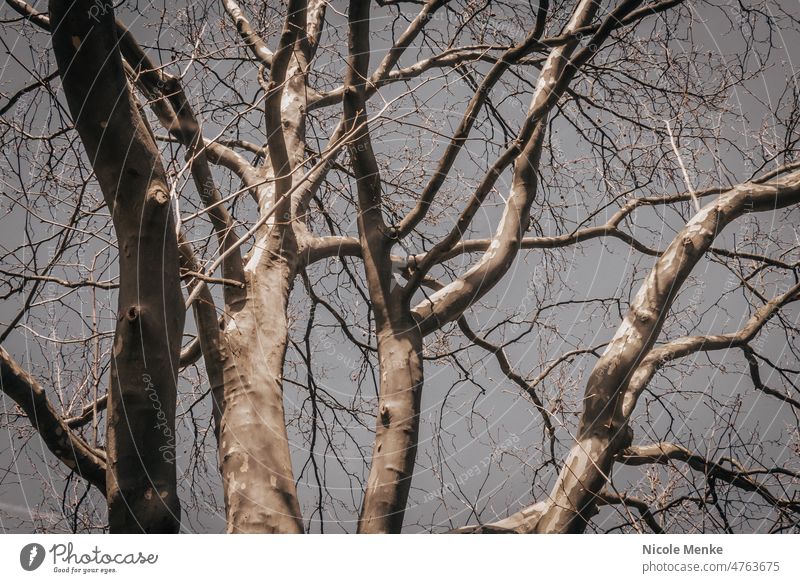 beech Birch tree Book trees Tree Spring Sky branches twigs trunk Tree trunk Blue sky bark Summer Nature Forest Plant Tree bark Wood naturally Environment