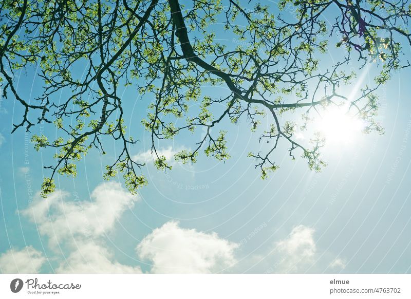 Branch of flowering deciduous tree backlit from frog perspective in front of blue sky with fair weather clouds / spring Spring Tree blossom Blossom Back-light