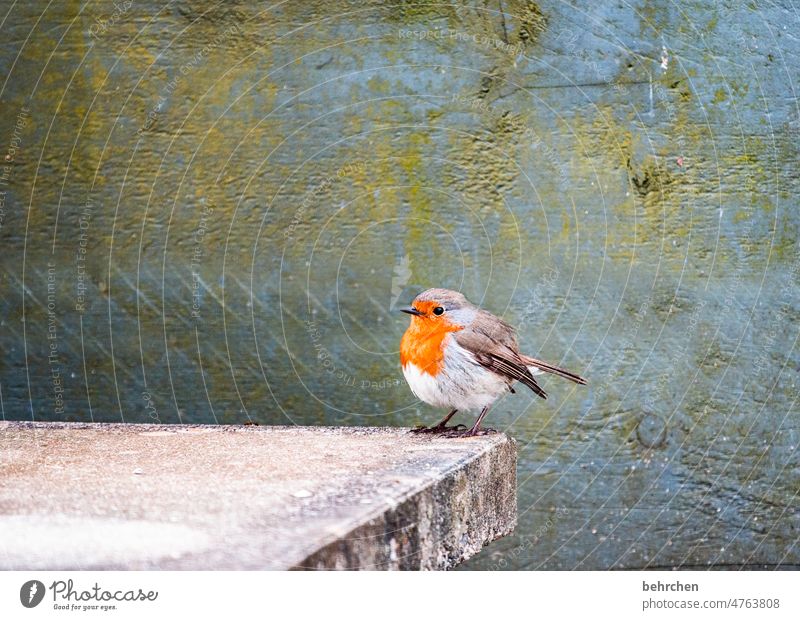 badminton Garden Cute birds Feeding Environment Robin redbreast Seasons pretty Love of animals Exterior shot Bird Animal Colour photo Nature Feather Songbirds