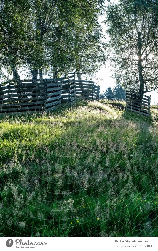 Morning Has Broken Vacation & Travel Tourism Mountain Hiking Nature Landscape Plant Summer Autumn Tree Grass Meadow Field Forest Hill distrain Austria