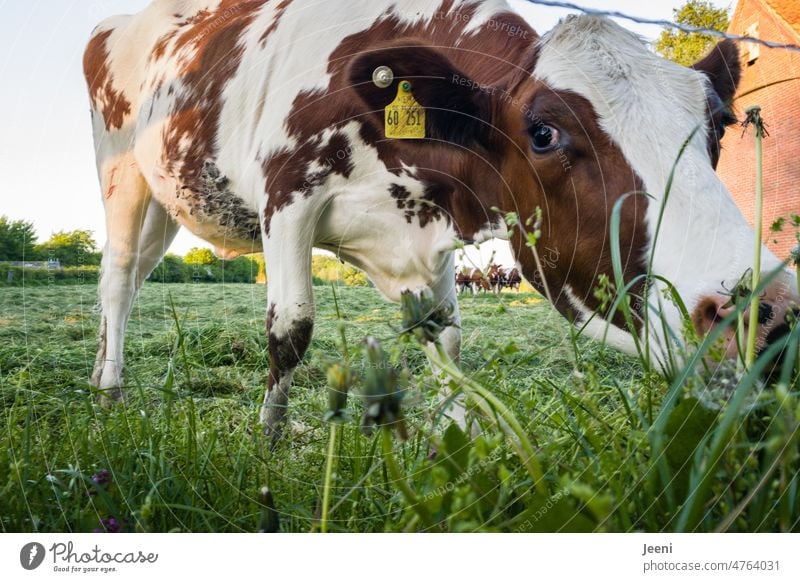 Curious looking cow Curiosity inquisitorial curious Observe Looking portrait Cow Willow tree Idyll idyllically Village Village idyll Animal Meadow Farm animal