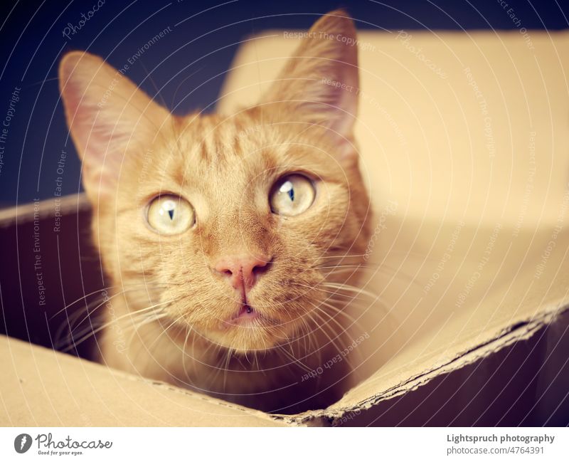 Ginger cat sitting in a cardboard box and looking curious to the camera. close-up ginger looking at camera selective focus soft focus staring kitten animal pet