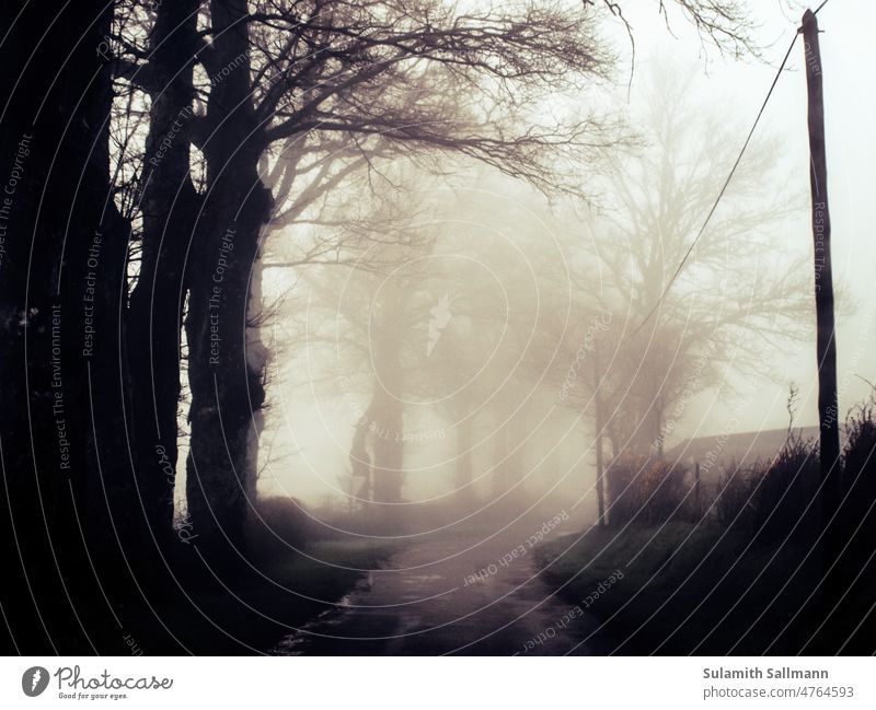 fogged country road Aveyron Tree trees Haze France midi-pyrénées Fog foggy Foggy weather Street obfuscated off Mystic mysticism Nature Weather Village road