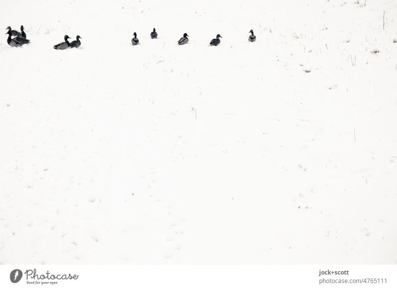 waddle and quack in the white snow Duck White Cold Bird Winter's day winter animals Snow Waddle Group of animals Calm Nature Snow layer Neutral Background