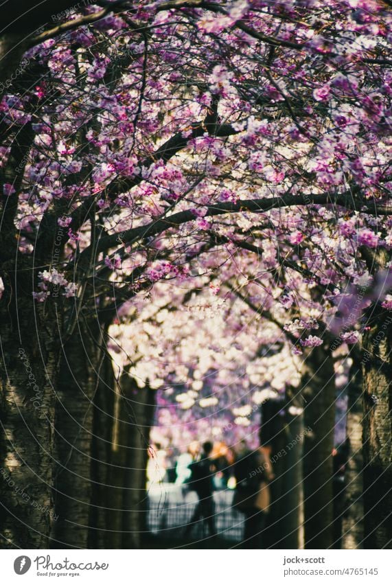 under the cherry blossoms Spring wall park Cherry Blossom Festival Spring fever Romance Cherry blossom Cherry tree Nature Prenzlauer Berg Berlin