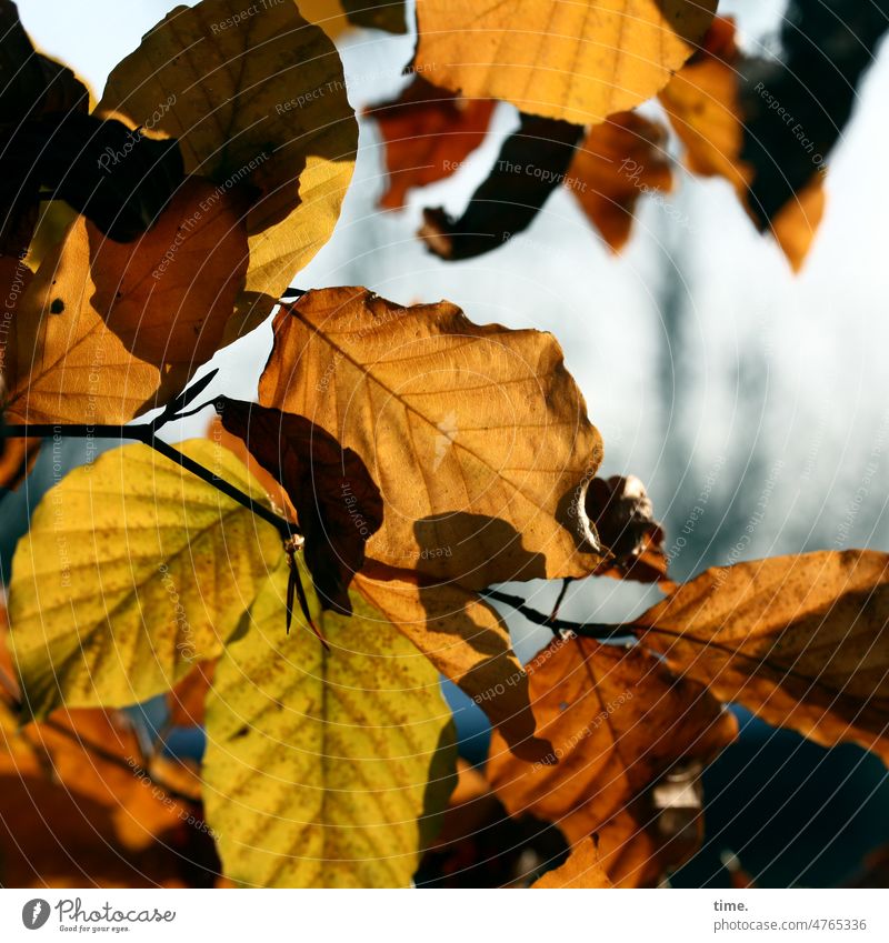 soon autumn again Beech tree Autumn Leaf Back-light Branch Moody warm Nature Pattern Brown change Transformation Intersection Tree Environment Plant Transience