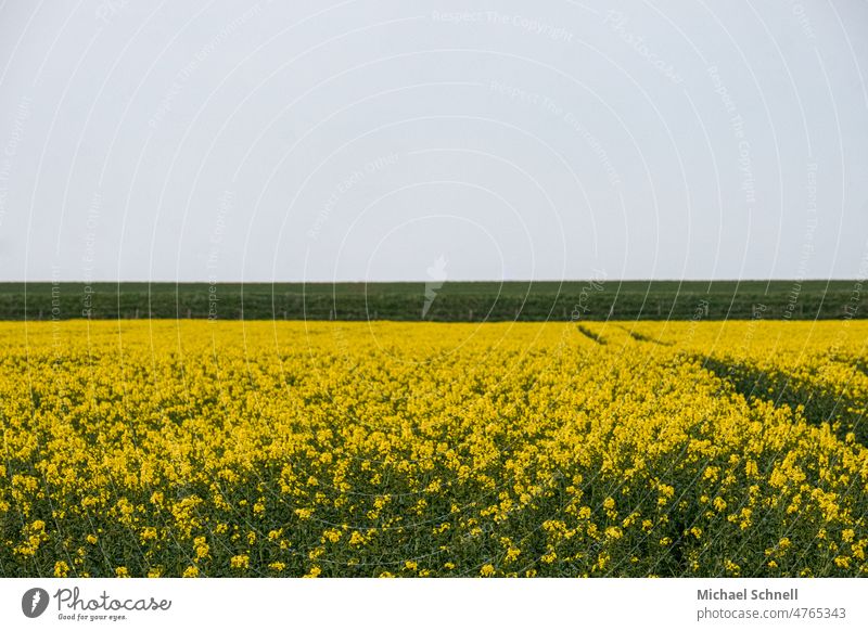 Rapeseed field in front of the dike at the North Sea Canola Canola field Oilseed rape oil Yellow Field Nature Oilseed rape flower Oilseed rape cultivation