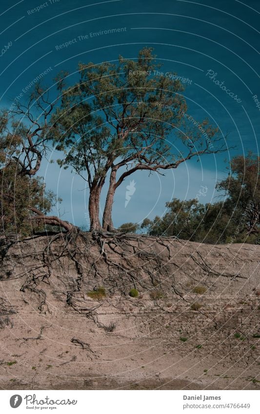 Outback Tree on Riverbank, Just Hanging On. roots Sky River bank riverside Erosion Nature Landscape Deserted Day Exterior shot Environment Exposed Precarious