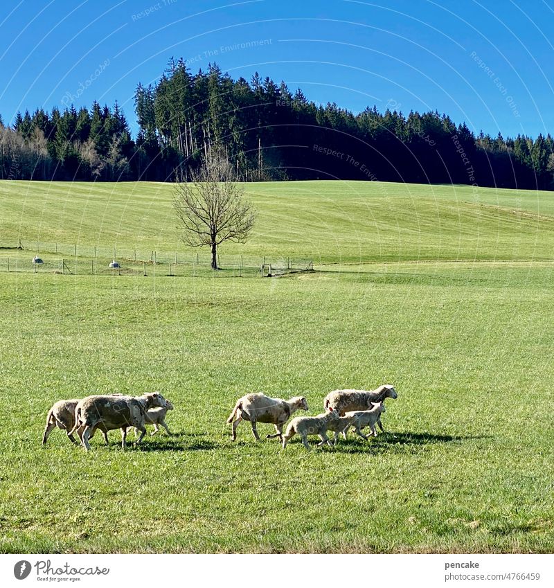 homerun Sheep group Herd Flock Running Walking Meadow Farm animal Group of animals Wool sheep Lamb's wool Grass Agriculture Landscape Willow tree Animal