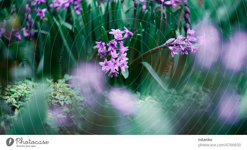 Blooming purple hyacinth in the garden on a summer sunny afternoon, selective focus beautiful beauty bloom blooming blossom blossoming blue botany closeup flora