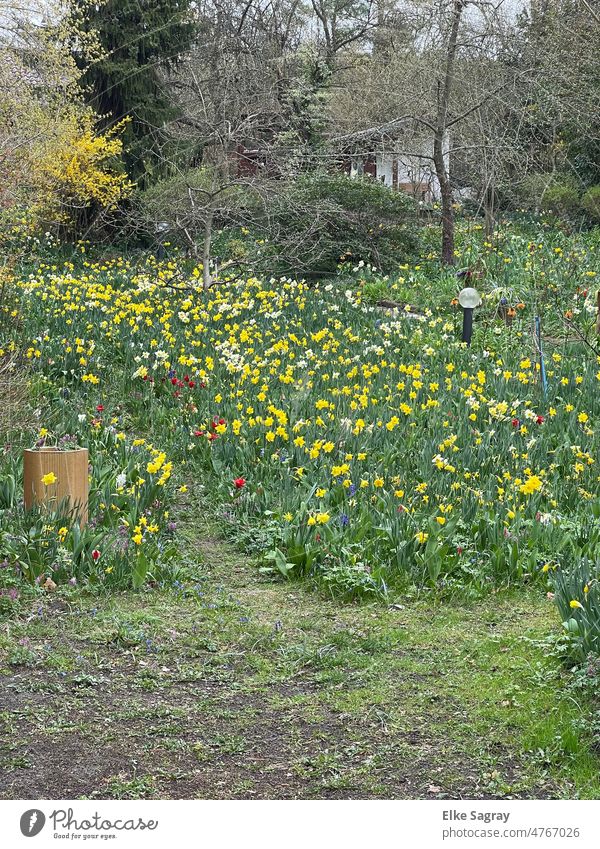 Spring flowers daffodil meadow Meadow Blossom Sun Grass Narcissus Spring flowering plant Plant Nature Deserted Wild daffodil