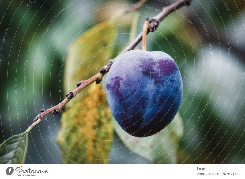 Single plum on the branch in the garden, copy space tree single one closeup plant fruit food organic nature season ripe green harvest blue purple autumn growing