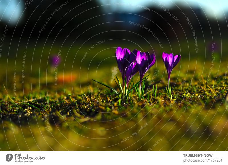 Walpurgis Night Preglow: The small purple glowing crocus flowers family together devotedly enjoys the warm light of the evening sun group evening sunlight