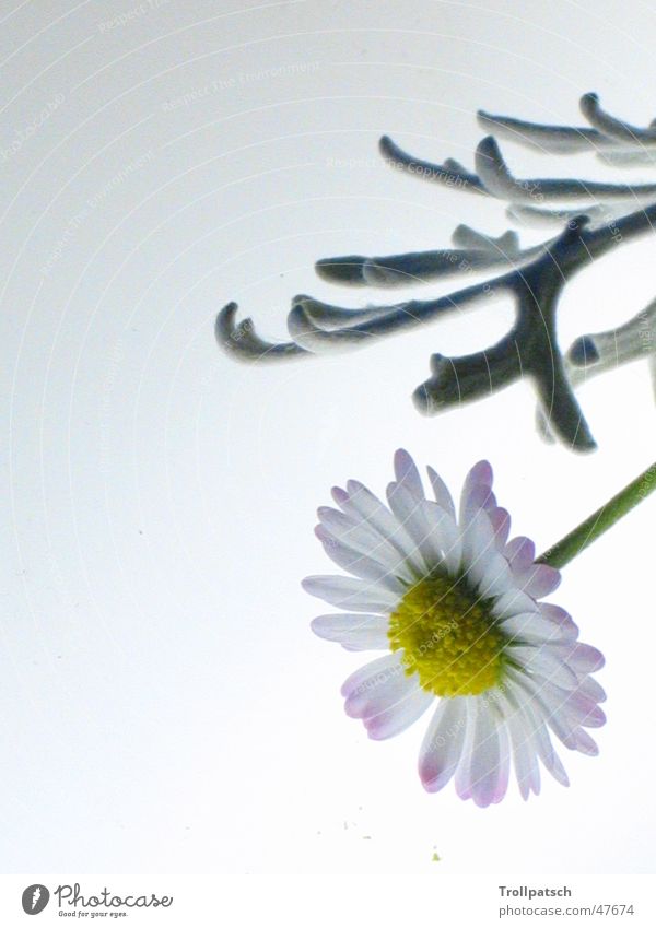 Aster high key Simple Autumn Autumnal flower decoration