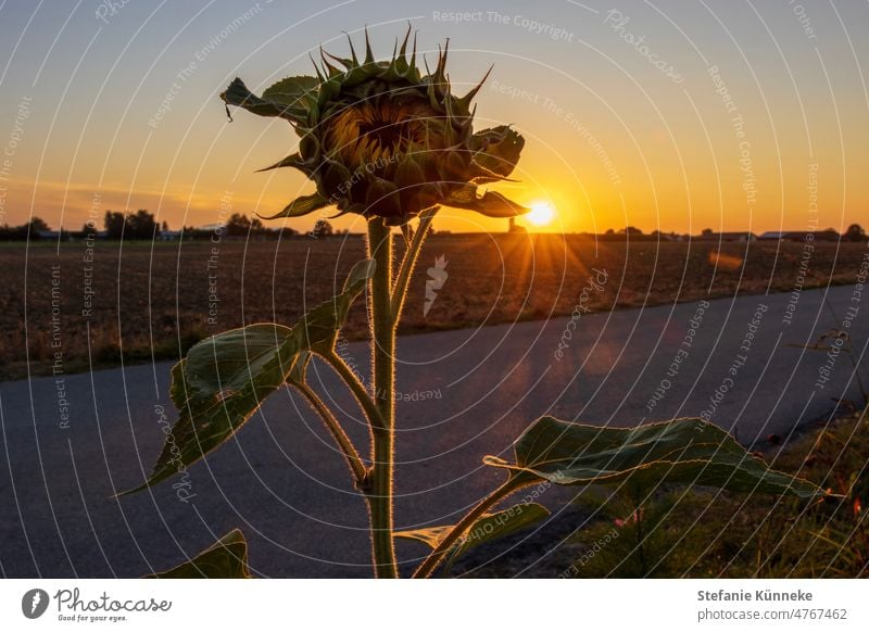 Sunflower at sunset flowers Sunset Golden Hour yellow flowers Yellow sunny Sunlight Sunflower plant Sunflower background Summer Outdoors Nature golden