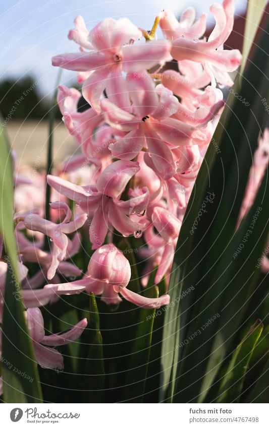 Spring flowers. Pink flowers. Vintage lens Blossom Blossoming Flower Nature Plant Summer Garden Colour photo Close-up Green Exterior shot naturally Environment