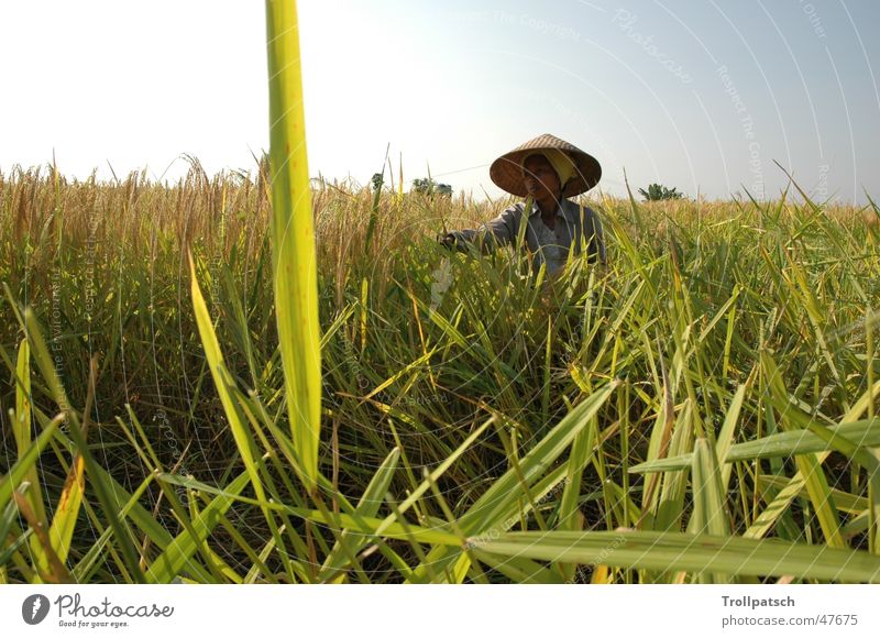 Rice harvest in Bali Work and employment Culture Rice farmer women's work.