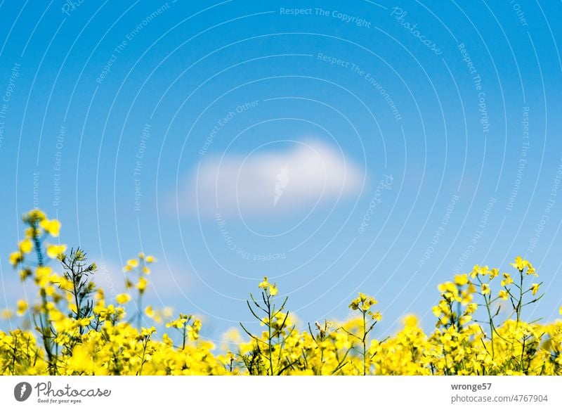 Flowering rape shines under blue sky and two scattered fair weather clouds Canola Oilseed rape flower Canola field Yellow foreground Blue sky Spring Field