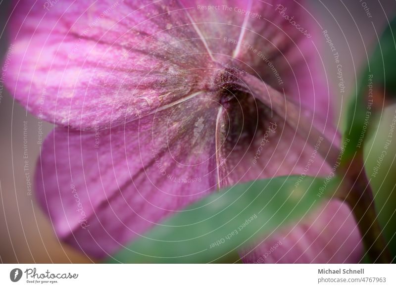 pink blossom Blossom Plant Nature Flower Close-up Macro (Extreme close-up) Spring Detail Two-tone Shallow depth of field Garden Blossoming blurriness Violet