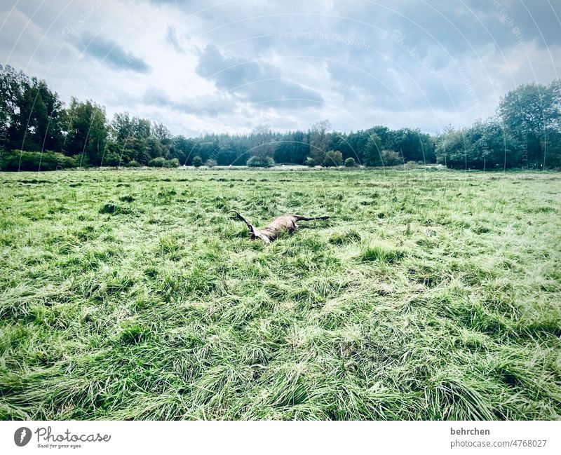 an end... melancholically melancholy Lonely Loneliness Agriculture acre Deserted silent Seasons Exterior shot Sky Landscape trees Field Meadow Nature